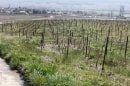vignes de Damery